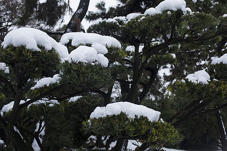 大雪后的风景图片