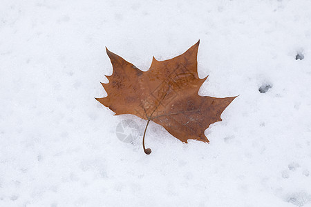 雪地上的落叶背景图片