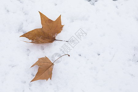 雪地上的落叶背景图片