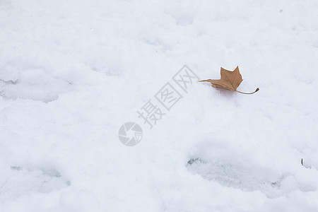 雪地上的风景背景图片