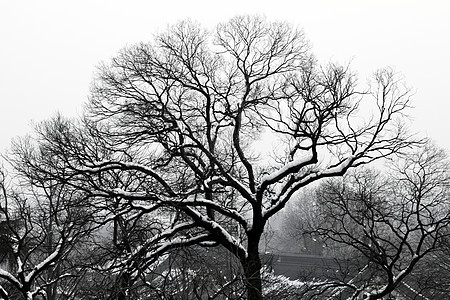 大雪后的风景图片