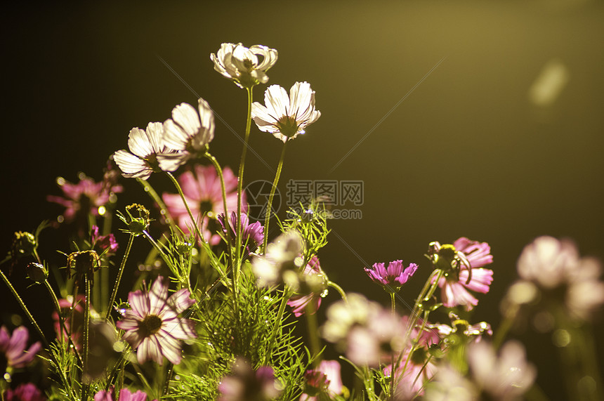 光影格桑花波斯菊图片