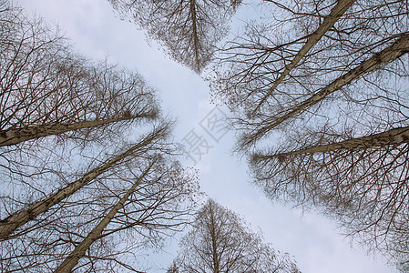 蓝色背景图冬季仰望树林和天空背景