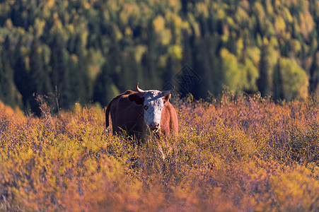 新疆喀纳斯禾木的牛图片