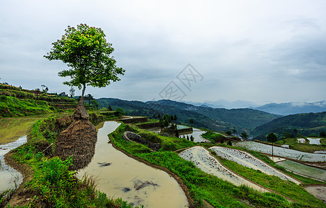 春季江南梯田灌水播种背景图片