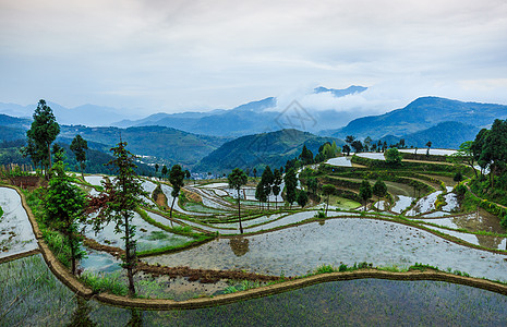 江南背景江南梯田春季灌水季节背景