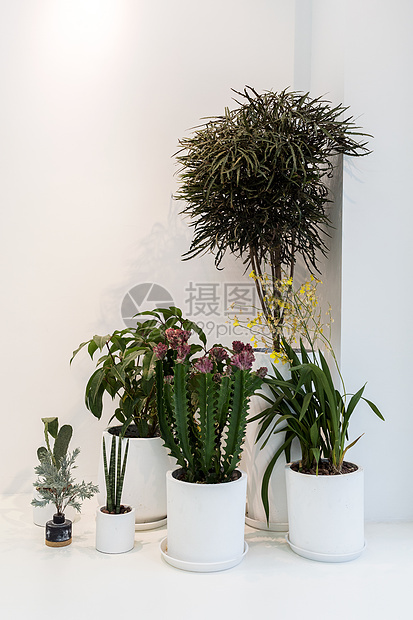 室内装饰植物图片