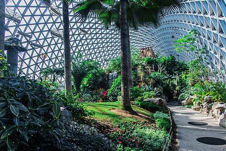 仙湖植物园上海辰山植物园热带植物温室背景