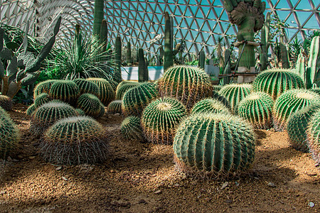 上海植物园上海辰山植物园沙漠园背景