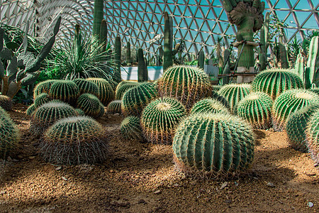 上海辰山植物园沙漠园图片