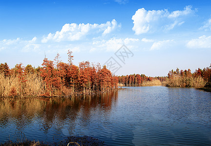 风景免费冬日水上森林背景