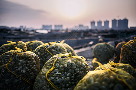 保洁素材网海边湿地新鲜捕捞上来的贝壳背景