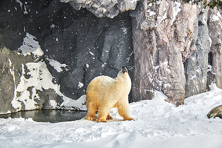 北极熊插画日本北海道旭川动物园北极熊背景