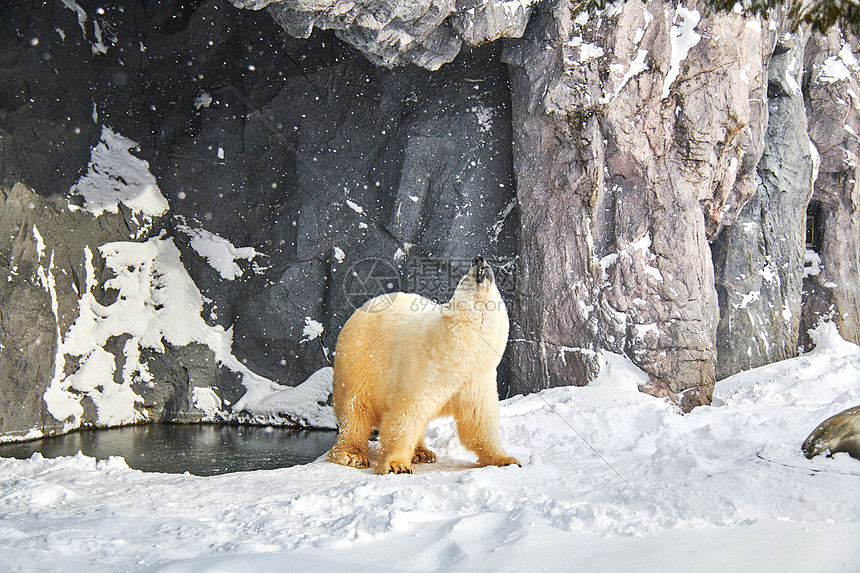 日本北海道旭川动物园北极熊图片