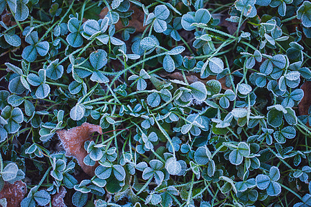 霜降节气被霜覆盖的三叶草背景