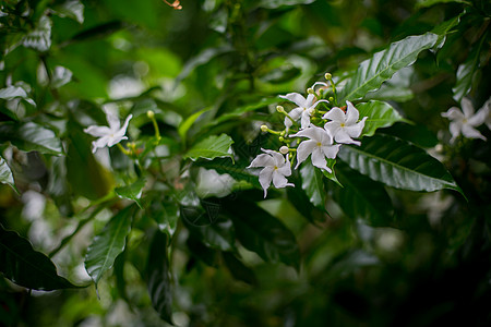 白色鸡蛋花黑白鸡蛋花背景