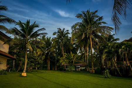 泰国椰树图片