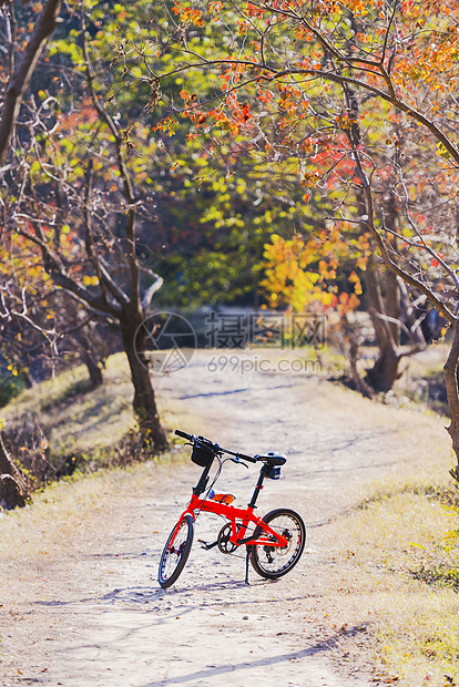 树林里的自行车图片