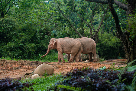 大象长龙动物园象高清图片