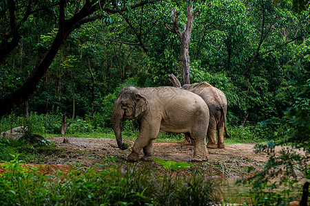 大象动物园大象水高清图片