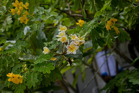 淡雅黄色鸡蛋花鸡蛋花背景