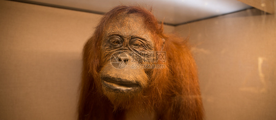 红毛猩猩标本特写图片
