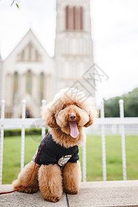 可爱的泰迪犬图片