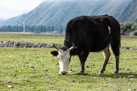牛黑色的牛高清图片