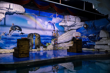 海洋馆驯海狮表演背景图片