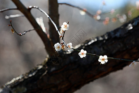 梅花背景图片