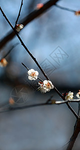 梅花背景图片