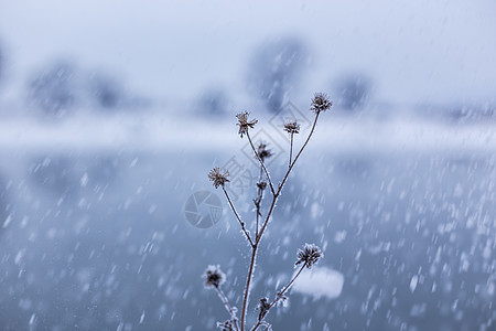 冬季下雪时雪中的植物图片