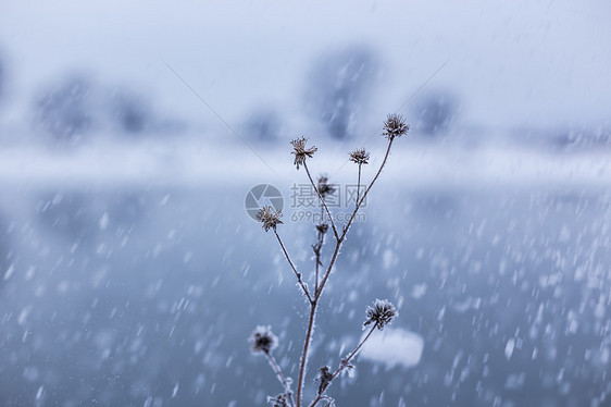 冬季下雪时雪中的植物图片