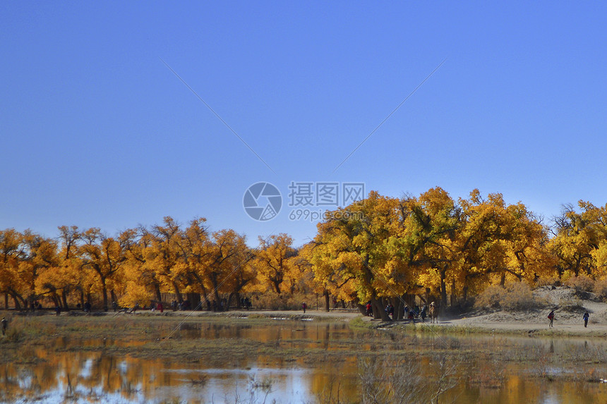 额济纳胡杨林水中倒影图片