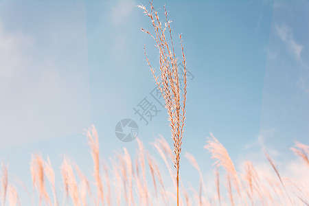 深圳山顶阳光芦苇背景图片