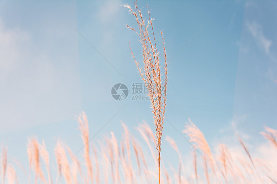 深圳山顶阳光芦苇图片
