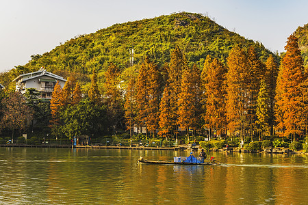 童话树童话般的桂湖背景