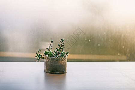 窗户雨办公室的多肉绿植背景