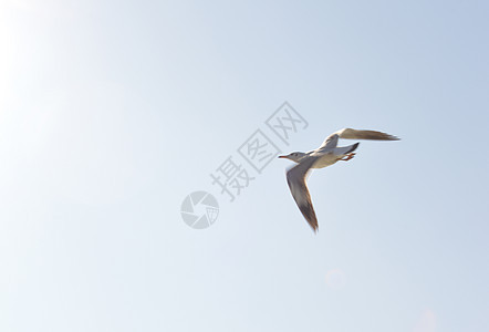 洱海上的海鸥图片