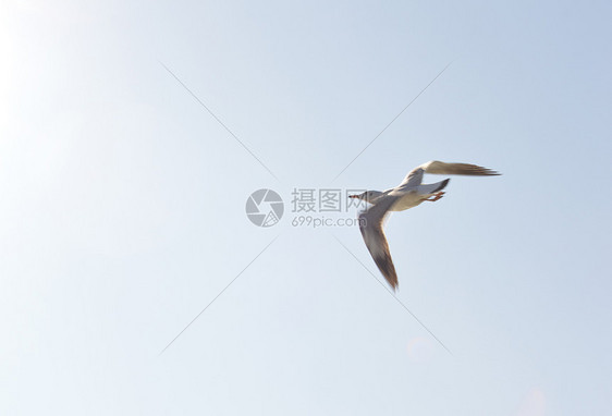 洱海上的海鸥图片