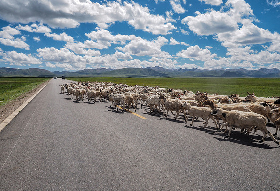 赶羊群赶场图片