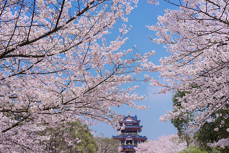 粉色浪漫樱花节无锡鼋头渚樱花谷背景