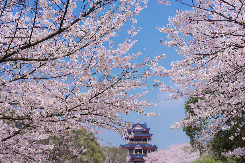 无锡鼋头渚樱花谷图片