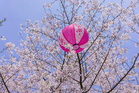 无锡鼋头渚樱花节背景图片