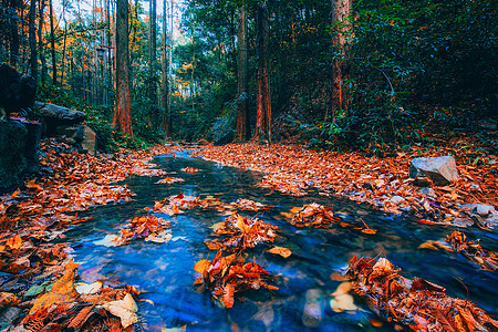 雾枫叶森林九溪烟树背景
