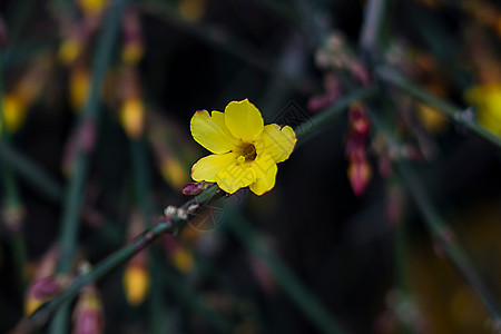 迎春花图片