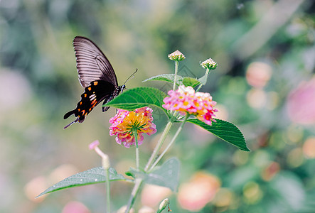 飞花瓣春天花丛中飞舞的蝴蝶背景