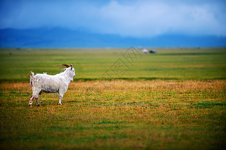 养殖羊新疆赛里木湖草原背景