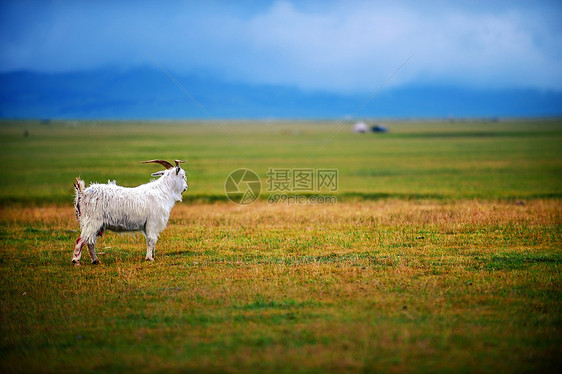 新疆赛里木湖草原图片