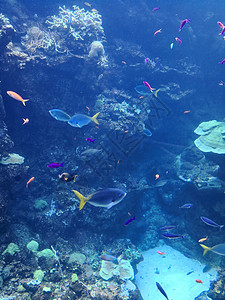 海底的鱼群游泳爬行动物高清图片